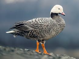 Attēlu rezultāti vaicājumam “Anser anser adult”