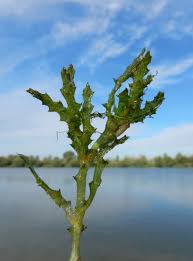 Attēlu rezultāti vaicājumam “Najas marina”