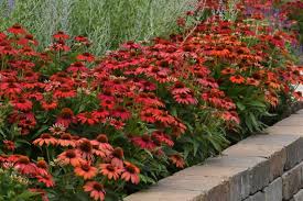 Image result for Echinacea Lustre hybrids