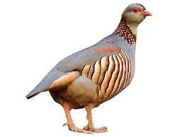 Attēlu rezultāti vaicājumam “Perdix perdix adult”