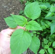 Attēlu rezultāti vaicājumam “Circaea alpina leaf”