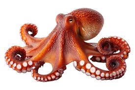 Image result for Enteroctopus dofleini