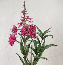 Attēlu rezultāti vaicājumam “Epilobium angustifolium leaf”