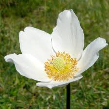 Attēlu rezultāti vaicājumam “Anemone sylvestris fruit”