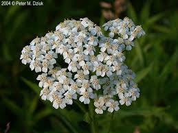 Attēlu rezultāti vaicājumam “Achillea millefolium flower”