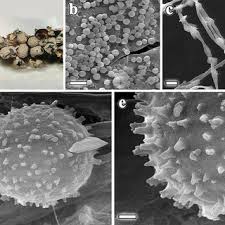 Attēlu rezultāti vaicājumam “Lamproderma ovoideum”