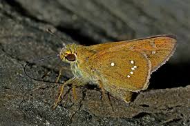 Attēlu rezultāti vaicājumam “Badhamiopsis scripta sessile”