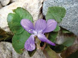 Attēlu rezultāti vaicājumam “Viola rupestris bud”