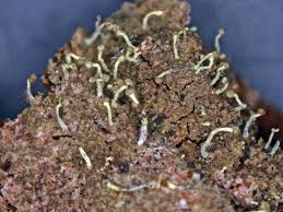 Attēlu rezultāti vaicājumam “Chaenotheca brachypoda”