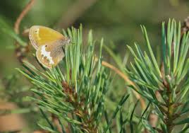Attēlu rezultāti vaicājumam “Coenonympha arcania underside”