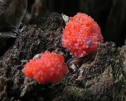 Attēlu rezultāti vaicājumam “Tubifera ferruginosa (subsp. ferruginosa)”