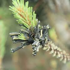 Attēlu rezultāti vaicājumam “Neodiprion sertifer”