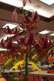Image result for Lilium martagon `Arabian Night`