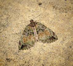 Attēlu rezultāti vaicājumam “Hydriomena furcata”