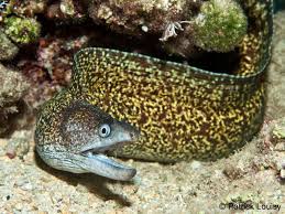 Image result for Diplodus helenae