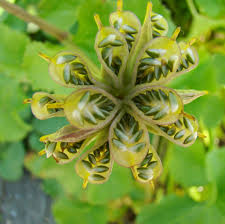 Attēlu rezultāti vaicājumam “Caltha palustris fruit”
