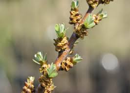 Attēlu rezultāti vaicājumam “Hippophae rhamnoides female flower”