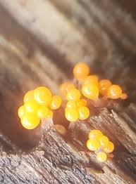 Attēlu rezultāti vaicājumam “Hemitrichia decipiens spores”