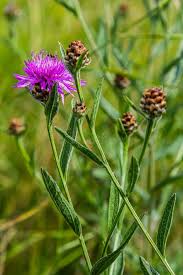 Attēlu rezultāti vaicājumam “Centaurea scabiosa”