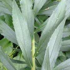 Attēlu rezultāti vaicājumam “Solidago canadensis leaf”