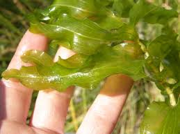 Attēlu rezultāti vaicājumam “Potamogeton praelongus”