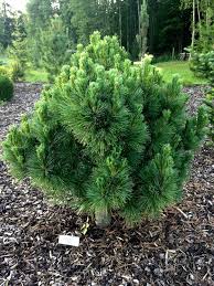 Attēlu rezultāti vaicājumam “Pinus peuce”