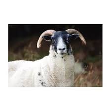 Attēlu rezultāti vaicājumam “Ovis aries juvenile”