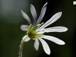 Attēlu rezultāti vaicājumam “Stellaria nemorum leaf”