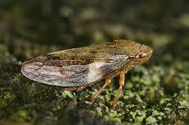 Attēlu rezultāti vaicājumam “Aphrophoridae”