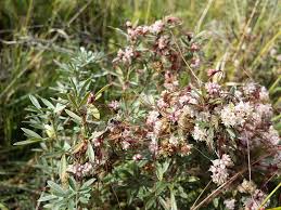 Attēlu rezultāti vaicājumam “Cuscuta epithymum subsp. trifolii”