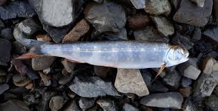 Image result for Salvelinus alpinus oquassa