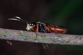 Attēlu rezultāti vaicājumam “Tenthredo mandibularis”