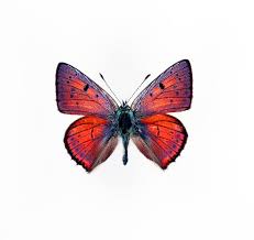 Attēlu rezultāti vaicājumam “Lycaena alciphron”