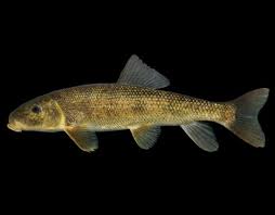 Image result for Moxostoma macrolepidotum