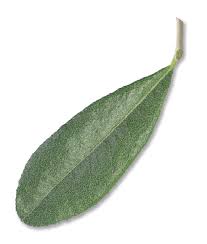 Attēlu rezultāti vaicājumam “Chamaedaphne calyculata leaf”