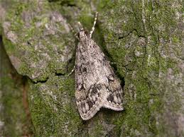 Attēlu rezultāti vaicājumam “Eudonia lacustrata”