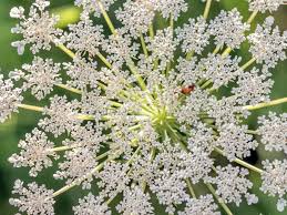 Attēlu rezultāti vaicājumam “Laserpitium latifolium flower”