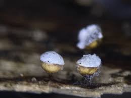 Attēlu rezultāti vaicājumam “Craterium minutum”