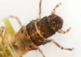 Attēlu rezultāti vaicājumam “Limnephilus larva”