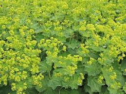 Image result for Frauenmantel