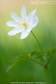 Attēlu rezultāti vaicājumam “Anemone nemorosa flower”