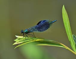 Attēlu rezultāti vaicājumam “Calopterygidae”