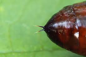 Attēlu rezultāti vaicājumam “Eucarta virgo”