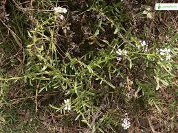 Attēlu rezultāti vaicājumam “Cakile maritima subsp. baltica leaf”