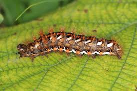 Attēlu rezultāti vaicājumam “Acronicta rumicis larva”