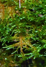 Attēlu rezultāti vaicājumam “Neckera crispa”