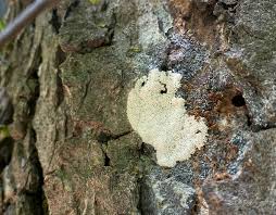 Attēlu rezultāti vaicājumam “Brefeldia maxima young”