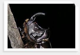 Attēlu rezultāti vaicājumam “Oryctes nasicornis male”