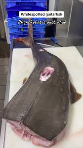 Image result for Rhynchobatus australiae