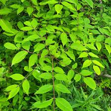 Attēlu rezultāti vaicājumam “Phellodendron amurense leaf”